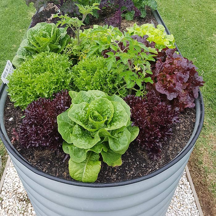 Plant Containers