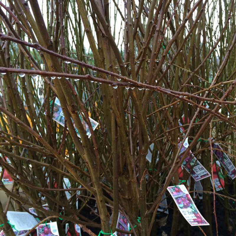 Pre-Order Fruit & Ornamental Trees